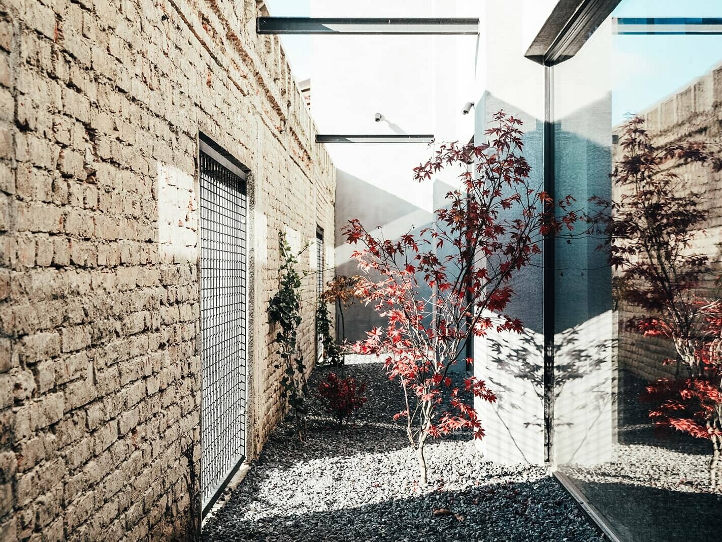 On the left is a brick wall, on the right a glass wall. In the middle is a tree with red leaves and illuminated by the sun.